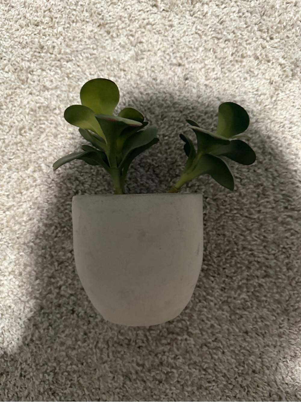 Project 62 Green Faux Succulent in White Wall Planter